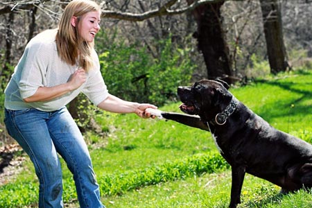Dog Behaviour Counselling