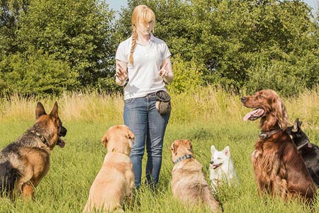 Group Dog Training Classes