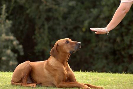 Private Dog Training Classes