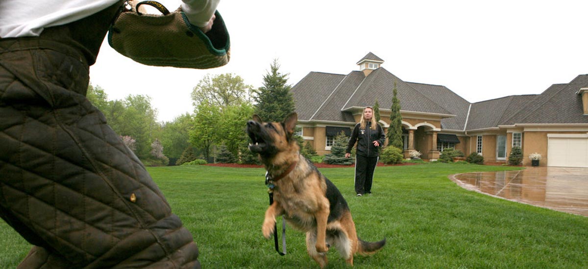 K9 Protection Training